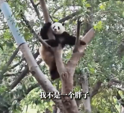 广州动物园大熊猫秀爬树技艺，网友：在一声声靓仔中迷失了自我休闲区蓝鸢梦想 - Www.slyday.coM