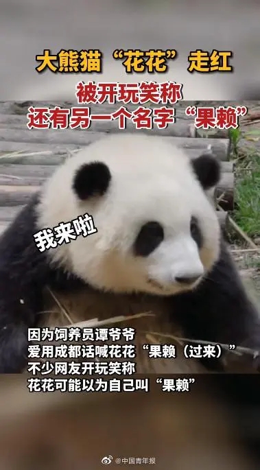 广州动物园大熊猫秀爬树技艺，网友：在一声声靓仔中迷失了自我休闲区蓝鸢梦想 - Www.slyday.coM