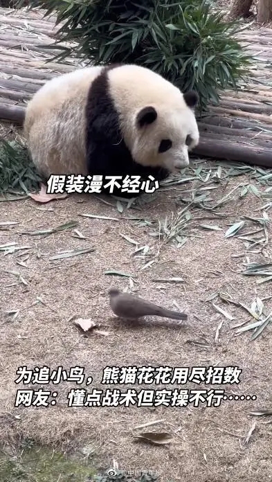 广州动物园大熊猫秀爬树技艺，网友：在一声声靓仔中迷失了自我休闲区蓝鸢梦想 - Www.slyday.coM