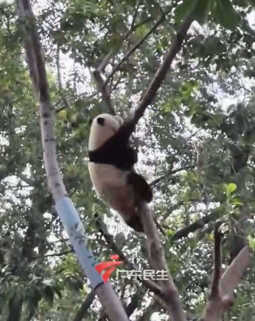 广州动物园大熊猫秀爬树技艺，网友：在一声声靓仔中迷失了自我休闲区蓝鸢梦想 - Www.slyday.coM