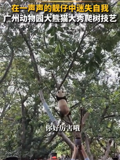 广州动物园大熊猫秀爬树技艺，网友：在一声声靓仔中迷失了自我