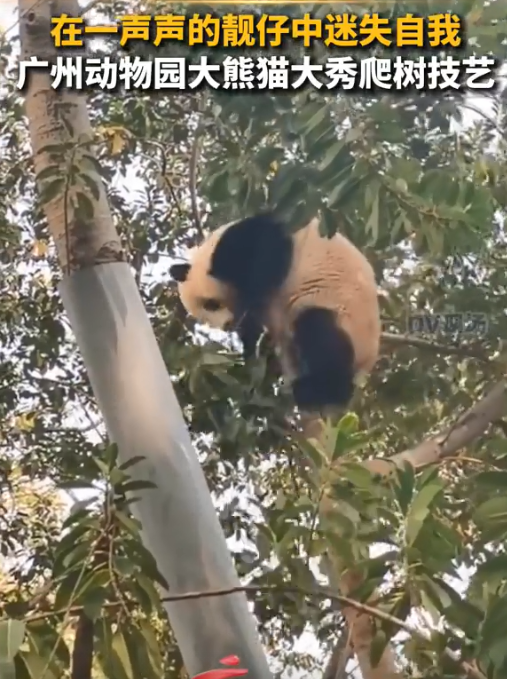 广州动物园大熊猫秀爬树技艺，网友：在一声声靓仔中迷失了自我休闲区蓝鸢梦想 - Www.slyday.coM