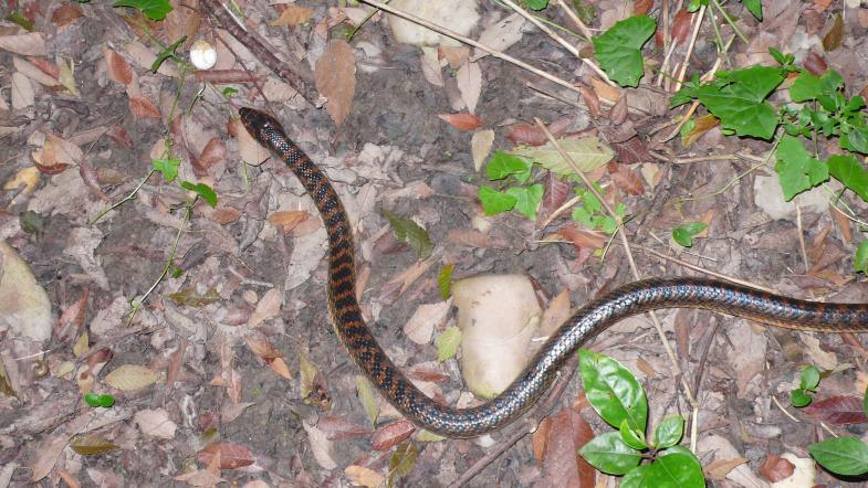 上海有分布的赤链蛇何鑫 摄