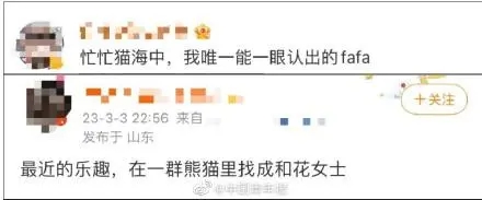广州动物园大熊猫秀爬树技艺，网友：在一声声靓仔中迷失了自我休闲区蓝鸢梦想 - Www.slyday.coM