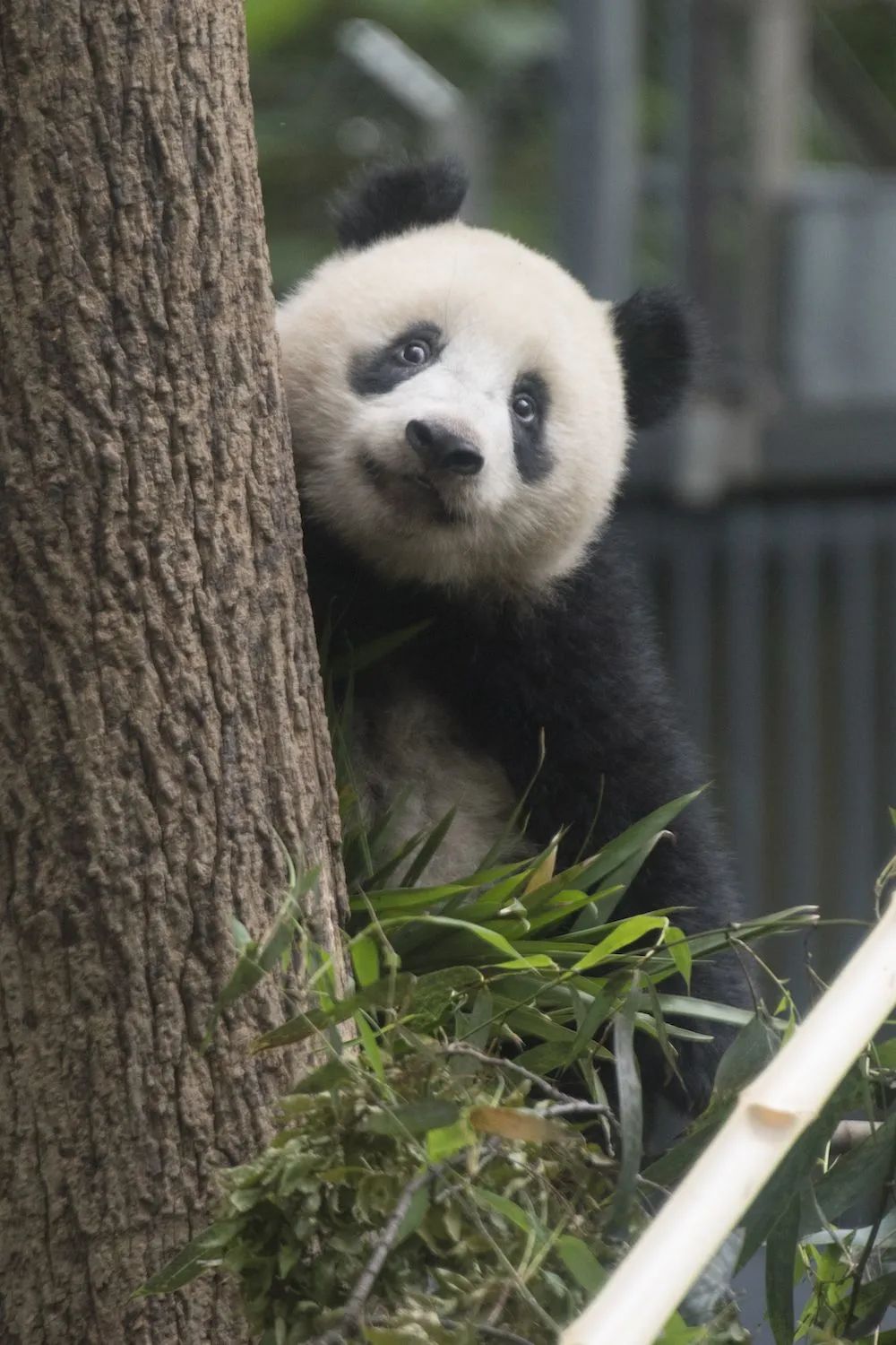 日本籍狂热爱好者分享"香香成长记"|香香_新浪财经_新浪网