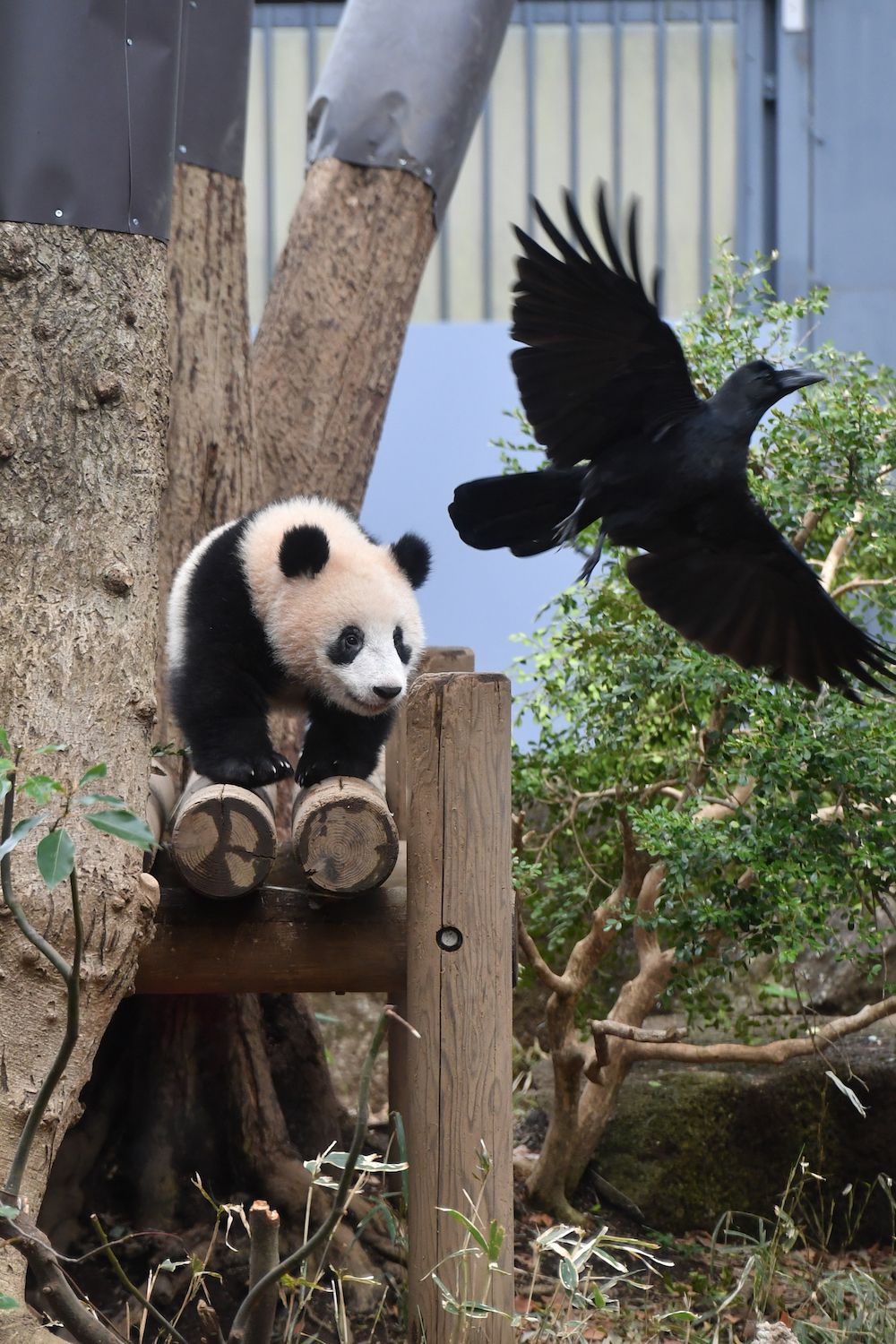 1000万张熊猫照片日本籍狂热爱好者分享香香成长记