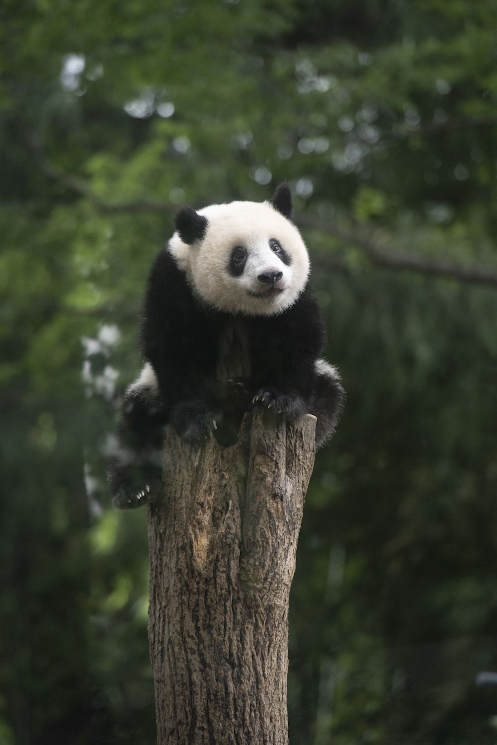 1000万张熊猫照片,日本籍狂热爱好者分享香香成长记__财经头条