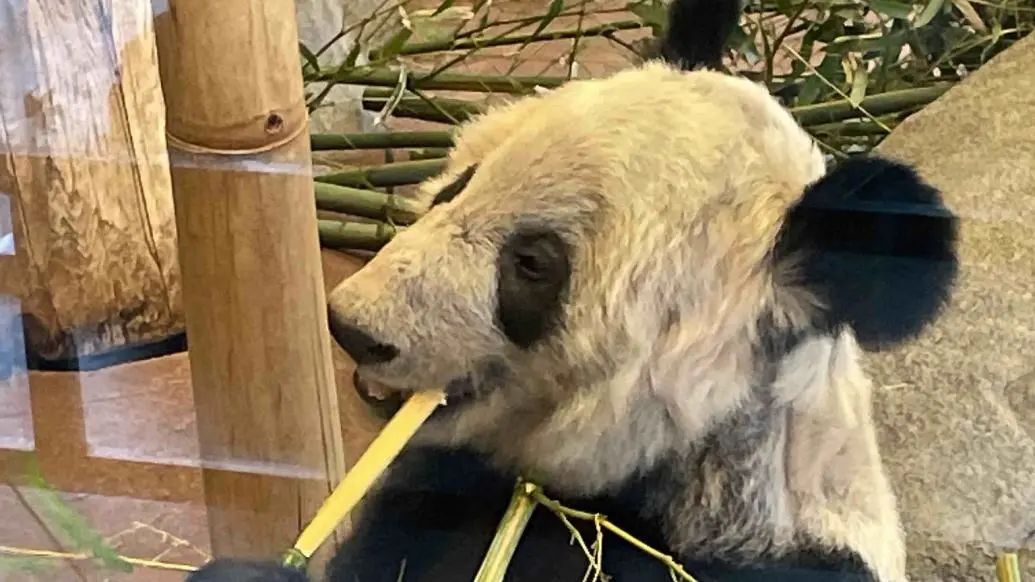 大熊猫丫丫 图源：视觉中国