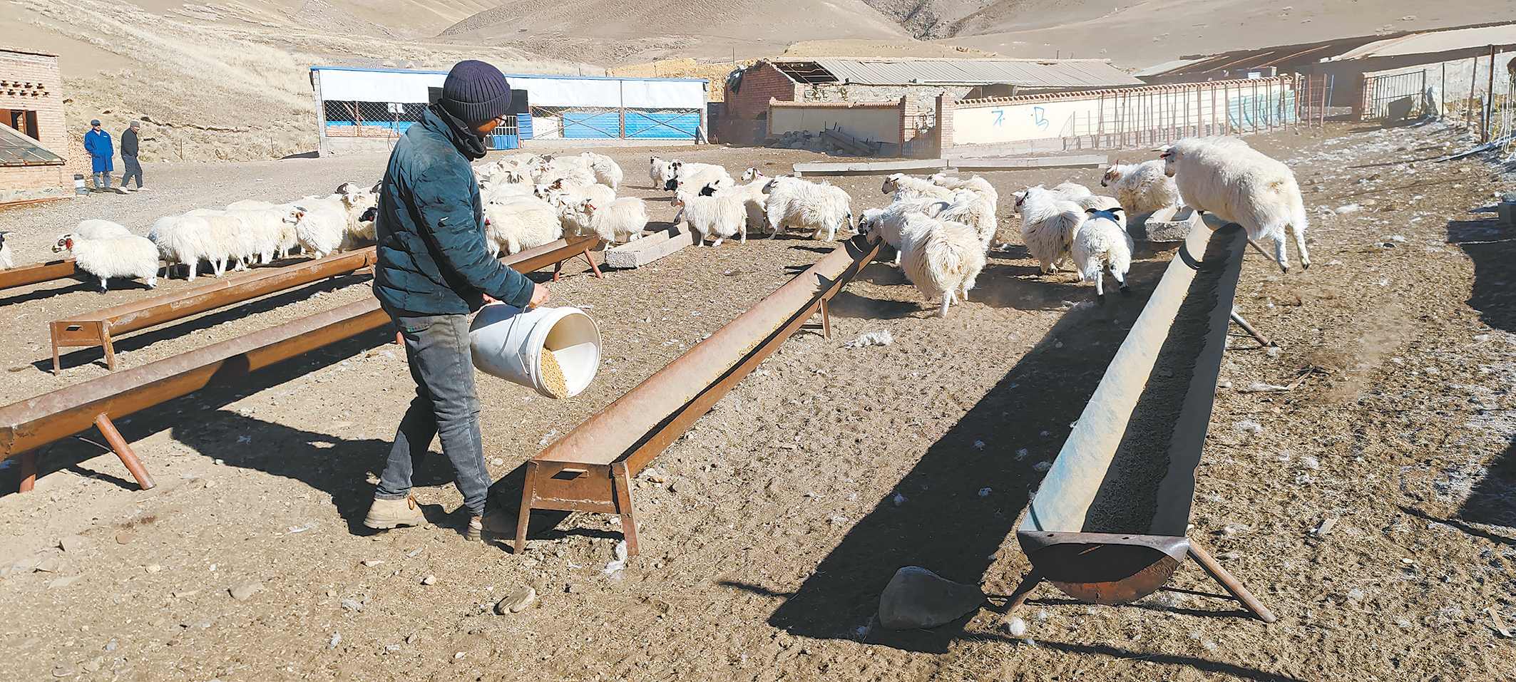 马守林的家人给通过藏羊“两年三胎”高效繁育综合配套技术产下的第二胎羊羔补喂配置好的饲料。丁玉梅/摄