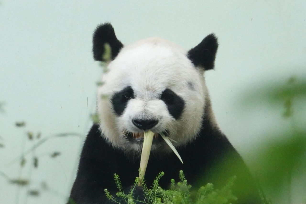 评论里吃到了"初代脱星"缘小的_新浪新闻