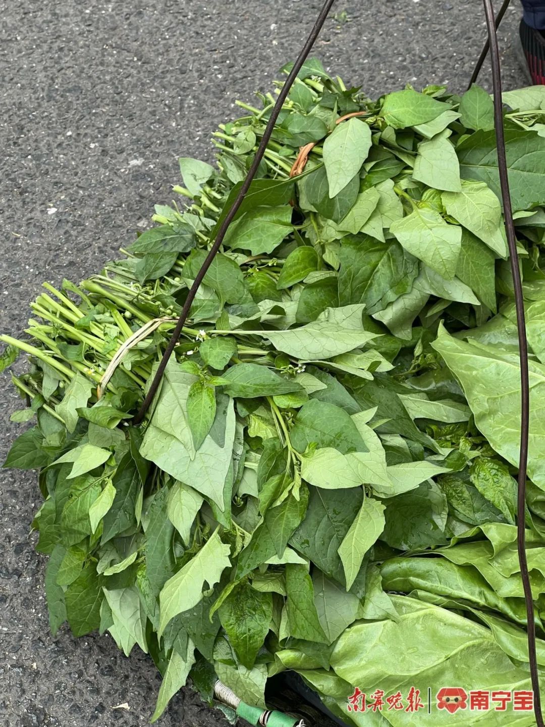 疾控部门提醒:路边野菜别乱采|疾控_新浪财经_新浪网