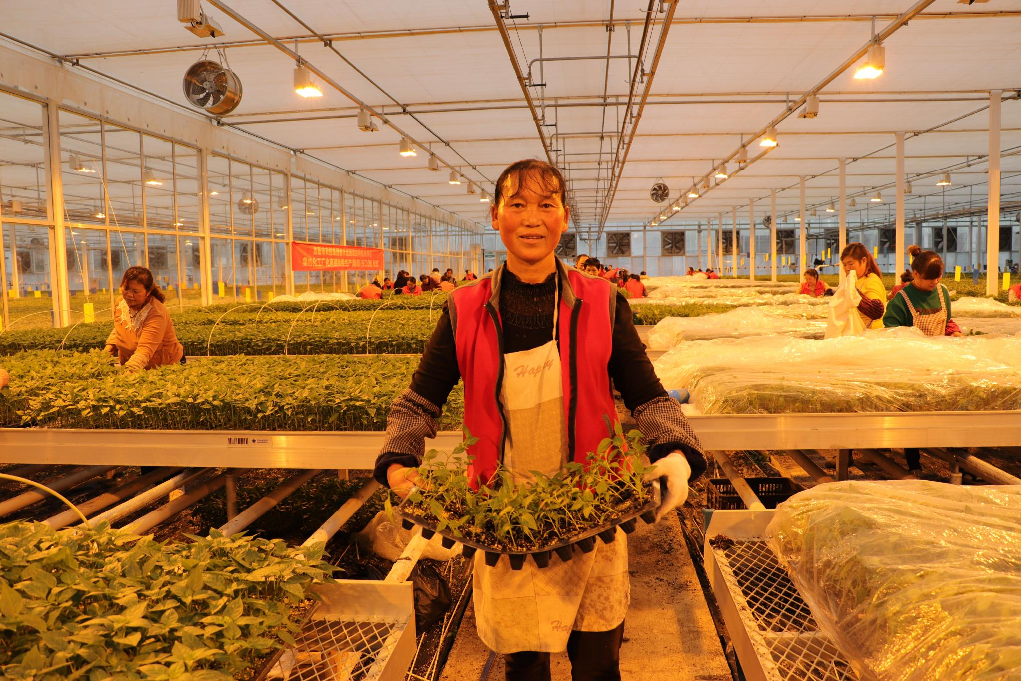 花卉网站seo优化团队