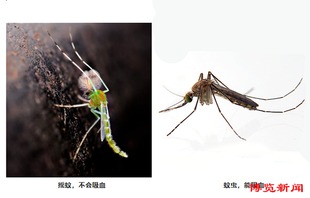 玉龙河畔蚊虫聚集？专家采样鉴定为“摇蚊”|淄博市|专家|疾控_新浪新闻