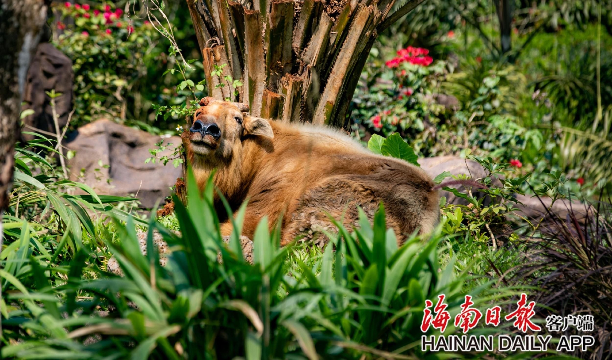 海南热带野生动植物园又添新品种 秦岭羚牛安家海口|秦岭|海南省|海口
