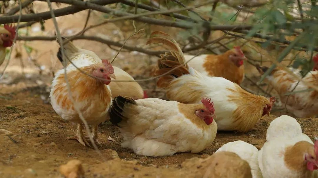 怎么约周围的鸡广东好风物之肇庆篇：裹蒸、玉雕、燕窝、八卦村......这座城市很适合“养老”_https://www.jmylbn.com_新闻资讯_第10张