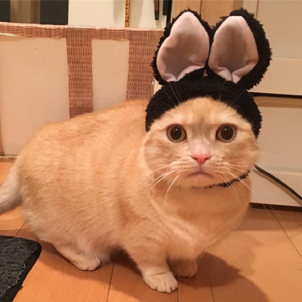 兔耳朵|猫咪|主人_新浪新闻