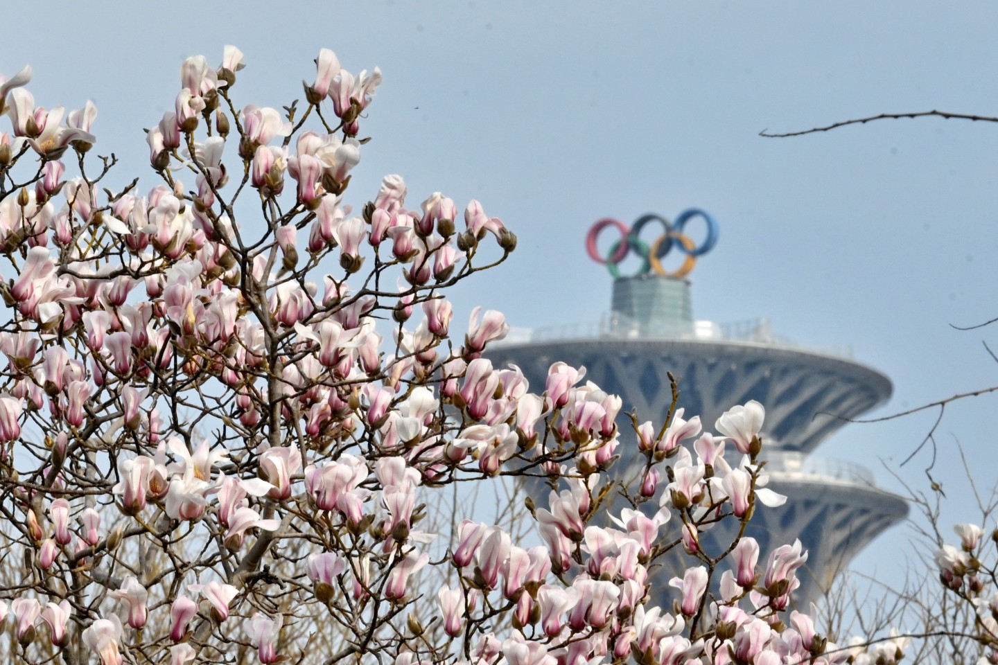 赏京城春色,北京推出121家公园赏花片区