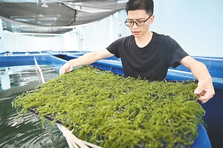 在文昌一渔业产业园,工作人员查看海葡萄生长情况.资料图