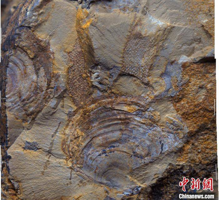 中外学者合作对5亿年前寒武纪一种化石重新鉴定为藻类而非动物__财经头条