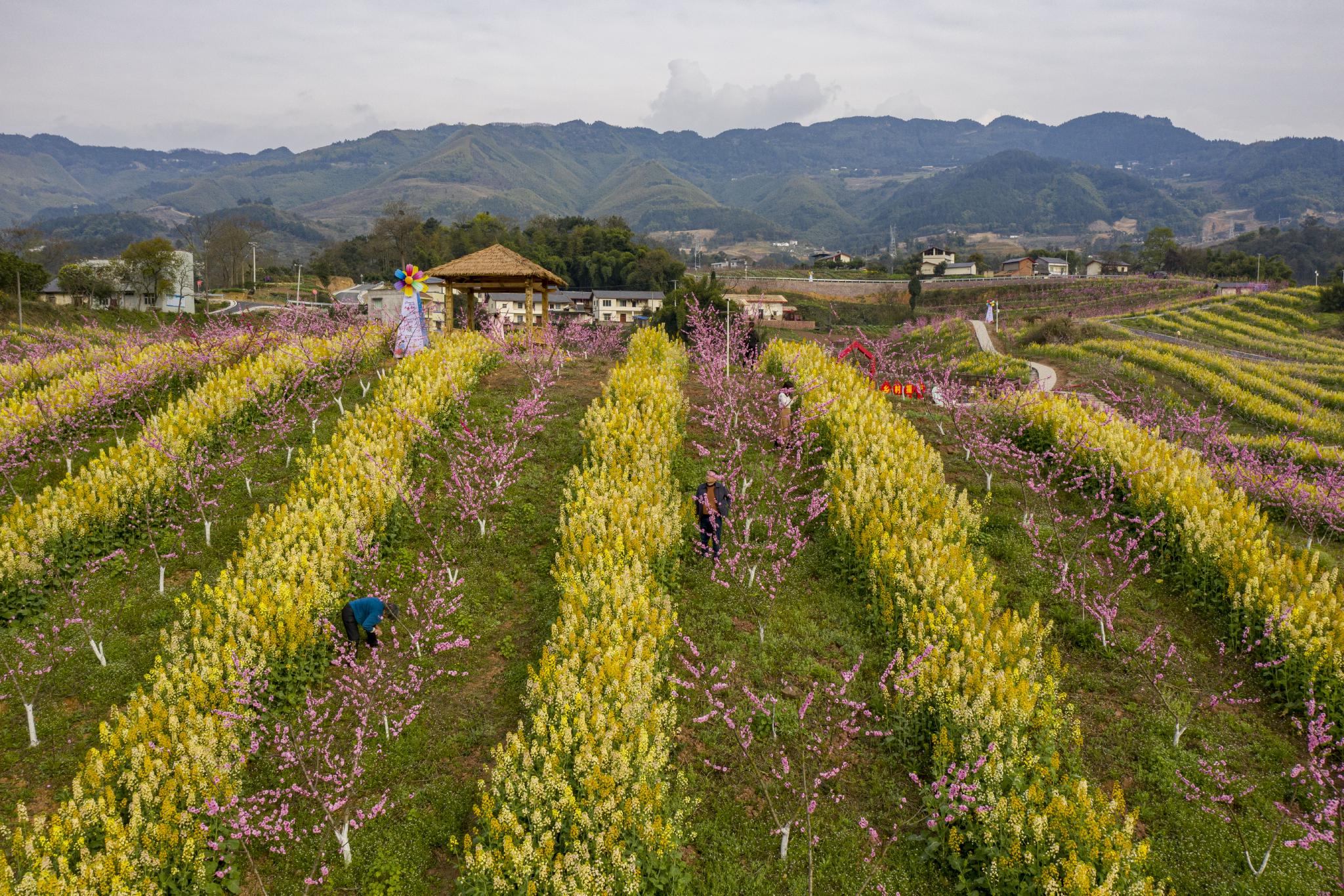 02三金路赏花采摘线路该线路以体验全国甲级旅游民宿"静观镇中华村既