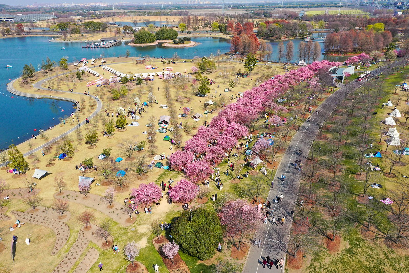 2023年3月7日,上海辰山植物园.樱花大道.邢千里 图