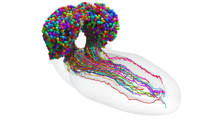 昆虫大脑中的完整神经元集，使用突触分辨率电子显微镜重建。图源：约翰斯•霍普金斯大学/剑桥大学