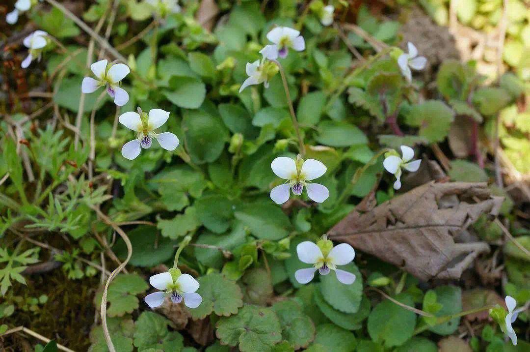奇特植物七星莲,人称咳嗽草,煮鸡蛋作用大,很多人都不知道|七星|咳嗽