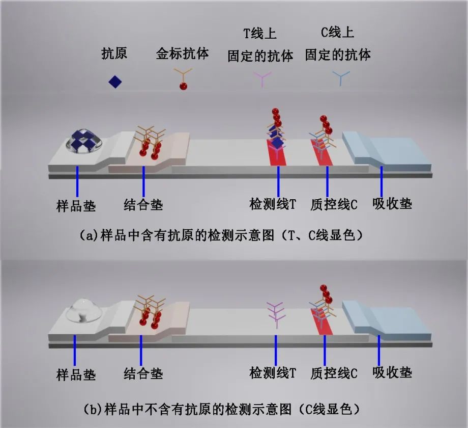 胶体金免疫层析试剂盒的结构和原理示意图.图片来源:作者