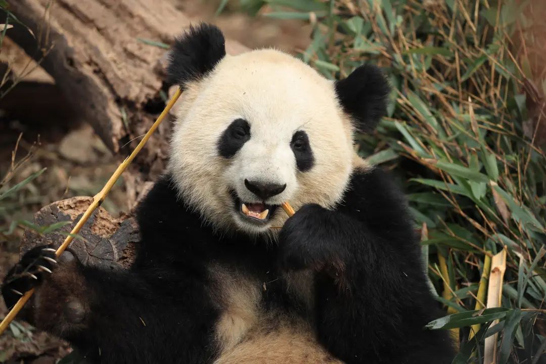 上图为蛋烘糕,下图为热干面2020年三月大熊猫福娃平安产下一对雄性大