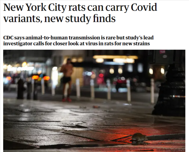 研究发现：纽约老鼠能感染3种新冠变异株 上百万只可能已感染过