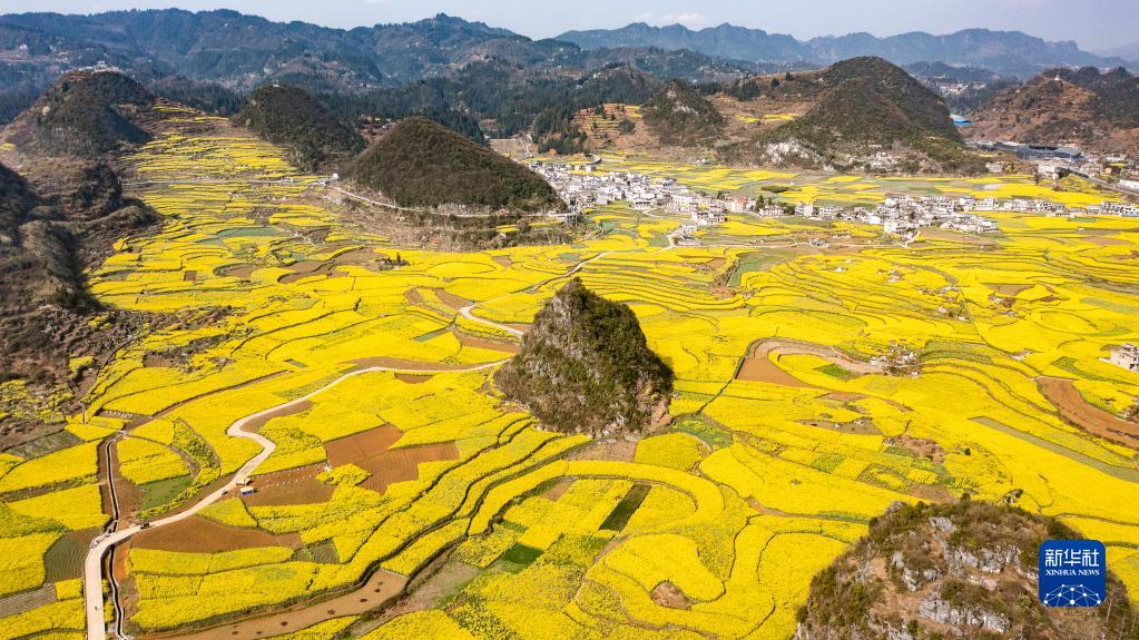 这是3月9日在贵州省六盘水市六枝特区木岗镇抵簸村拍摄的油菜花田