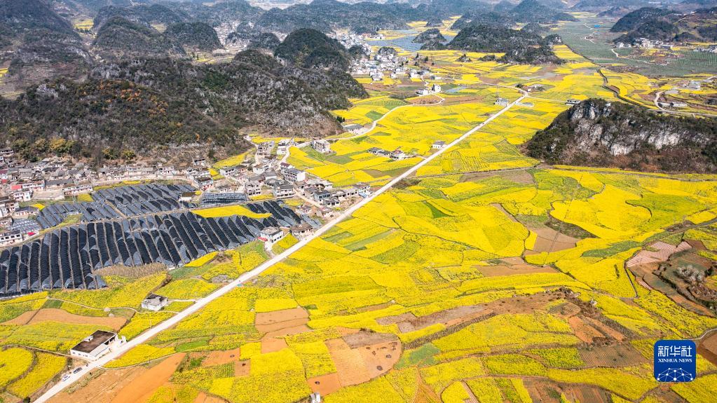 这是3月9日在贵州省六盘水市六枝特区木岗镇瓦窑村拍摄的油菜花田