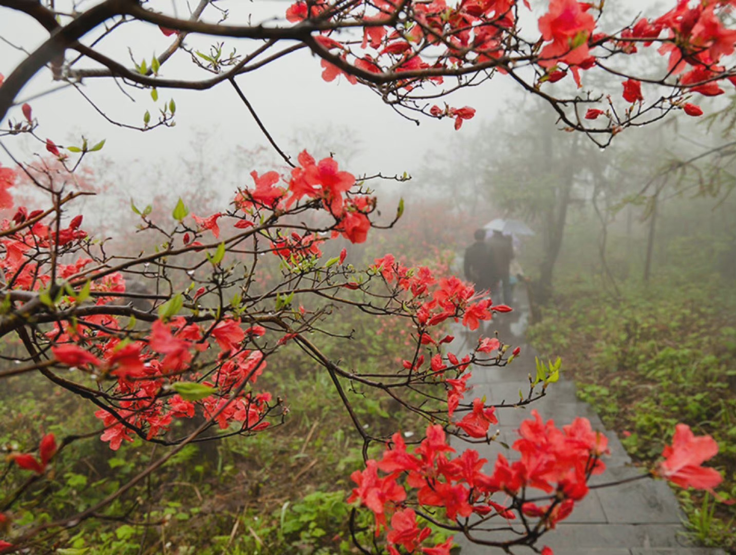 春雨杜鹃 ……|杜鹃|春雨_新浪新闻