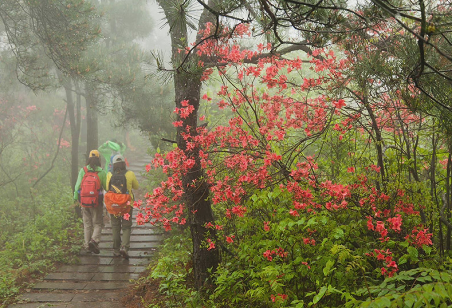 春雨杜鹃 ……|杜鹃|春雨_新浪新闻