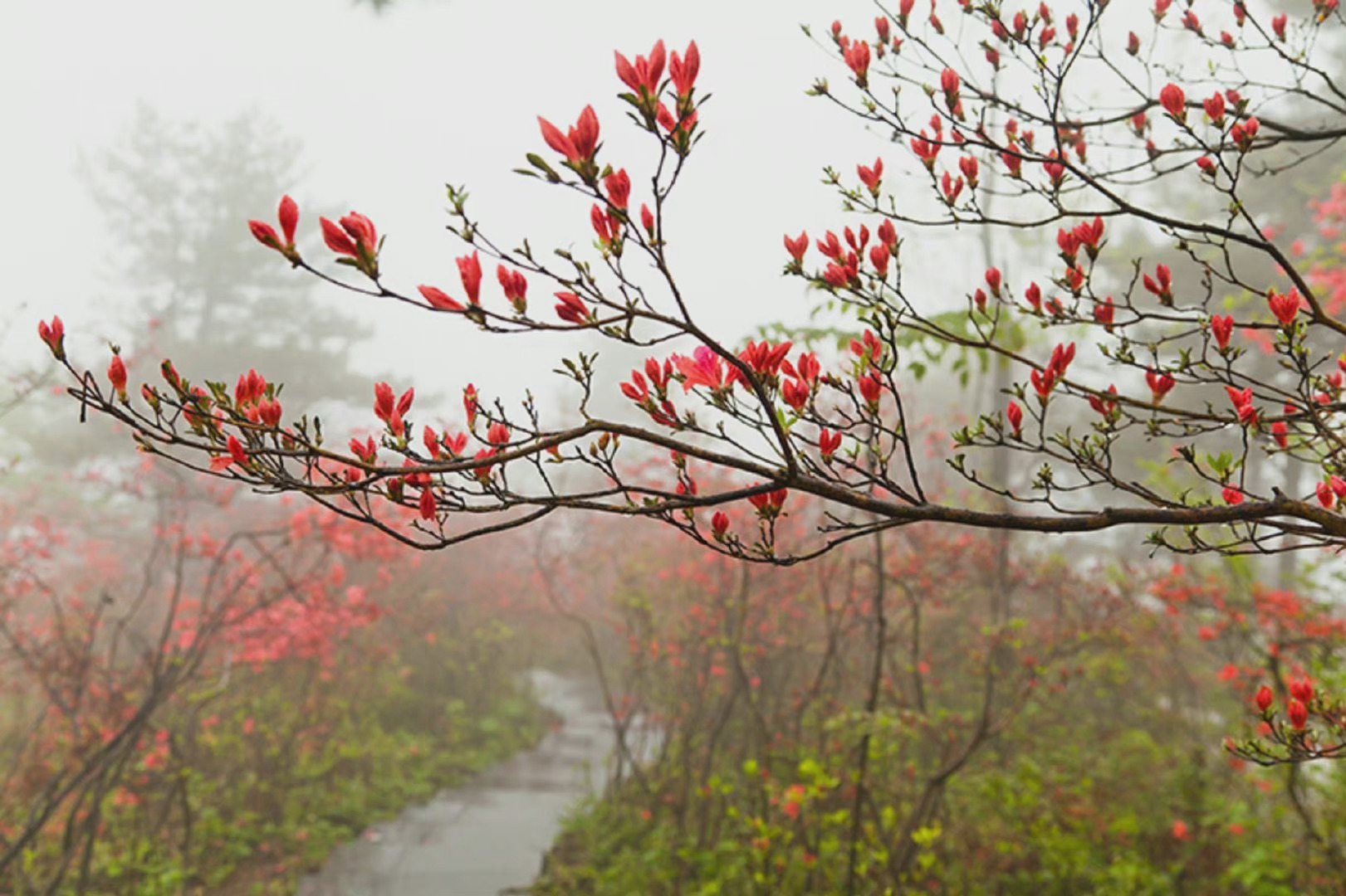 春雨杜鹃 ……|杜鹃|春雨_新浪新闻