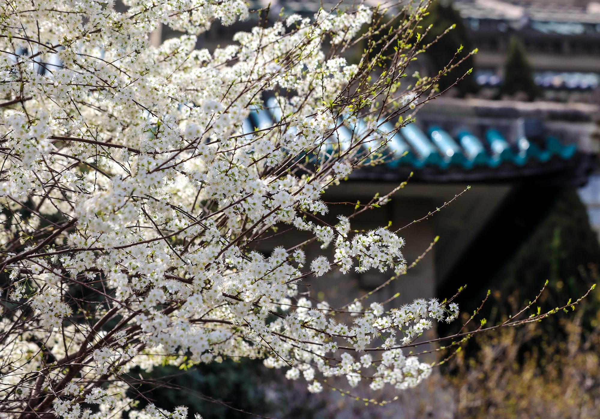 武汉大学樱花绽放|武汉大学|樱花|赵军_新浪新闻