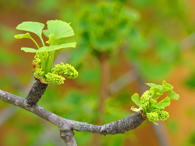 有一种叫云南的生活 | 品尝银杏树在腾冲春天最后的灵动|银杏树|银杏