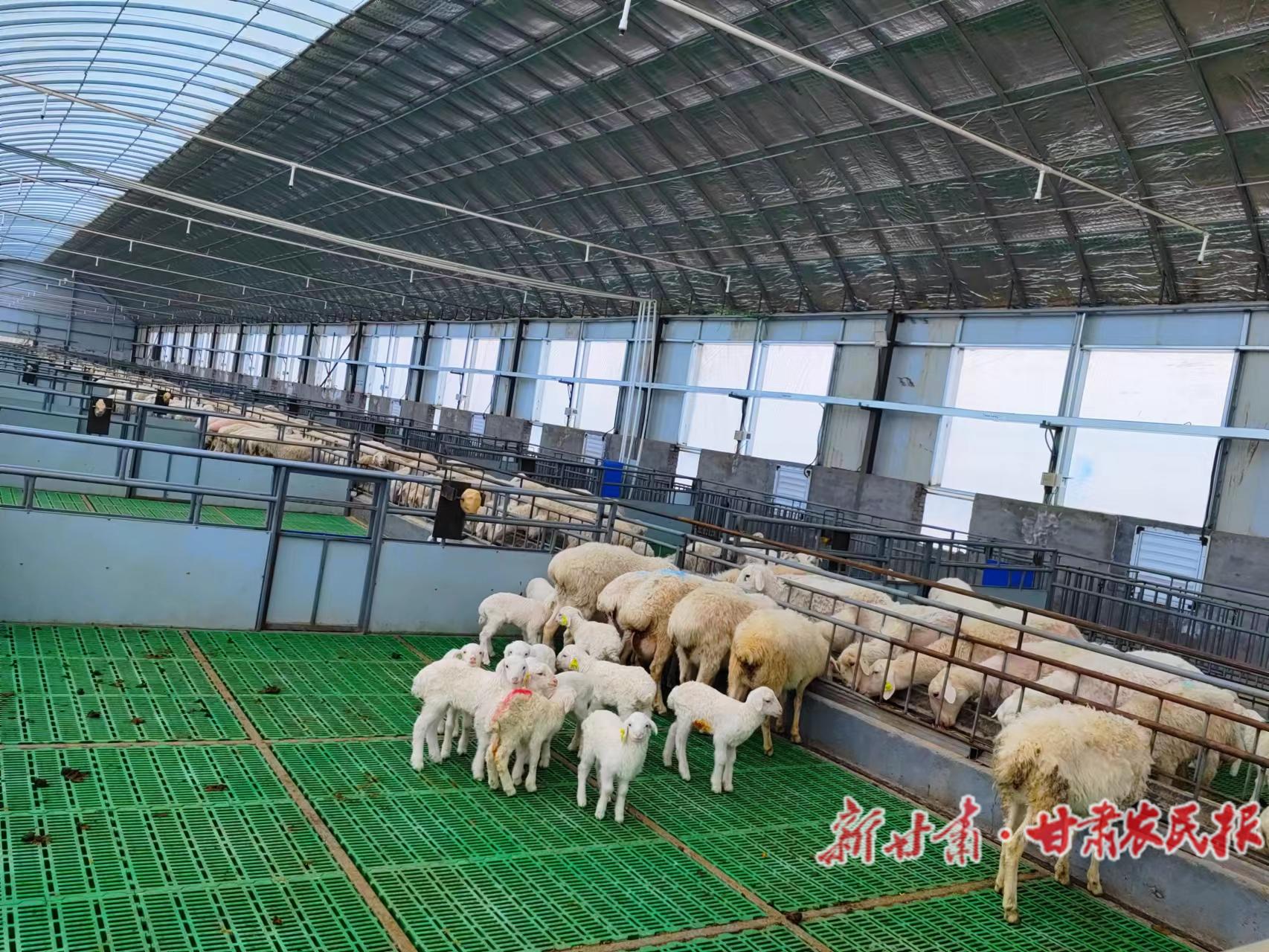 这个羊场“慧”养羊!__财经头条