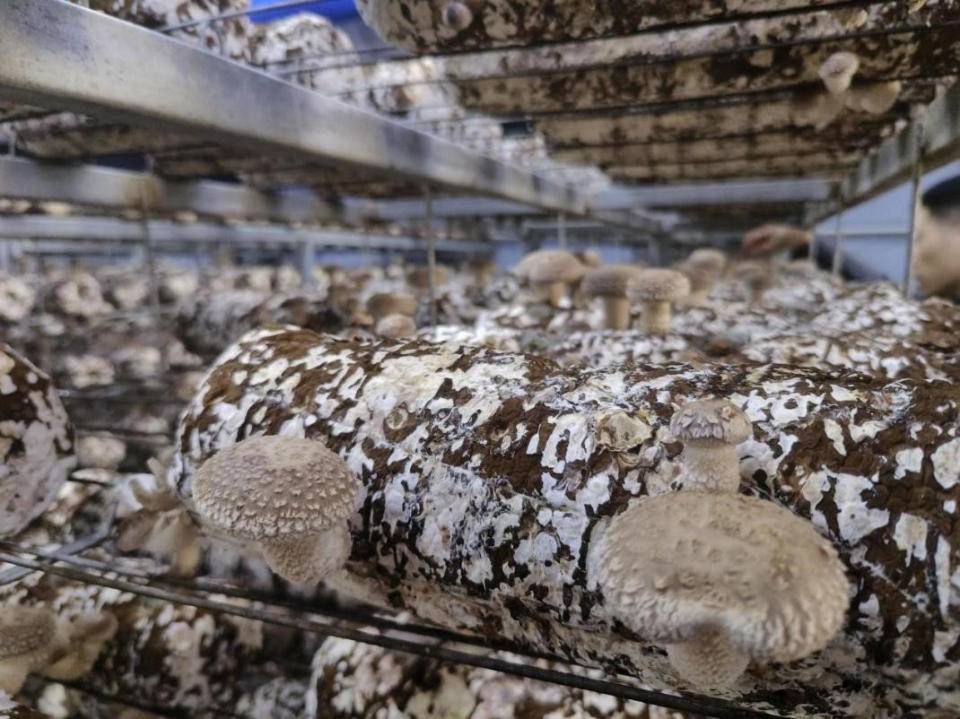 七河生物自主培育花菇菌种覆盖全国|七河生物|研究院_新浪新闻