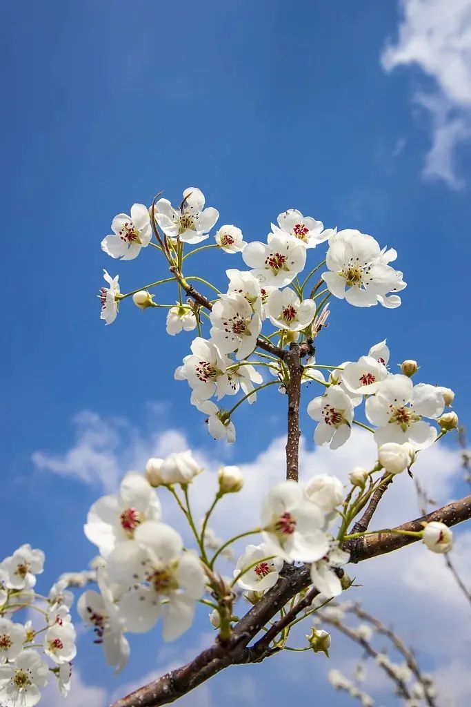 梨花(视觉中国)