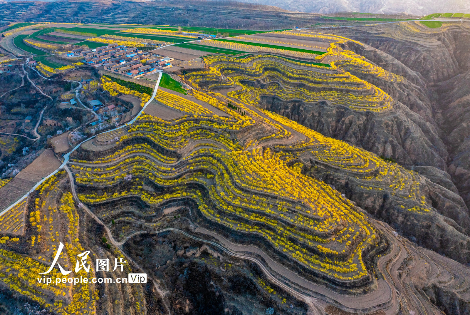 2023年3月14日,山西省运城市绛县南樊镇沸泉村千亩梯田连翘迎春盛开放