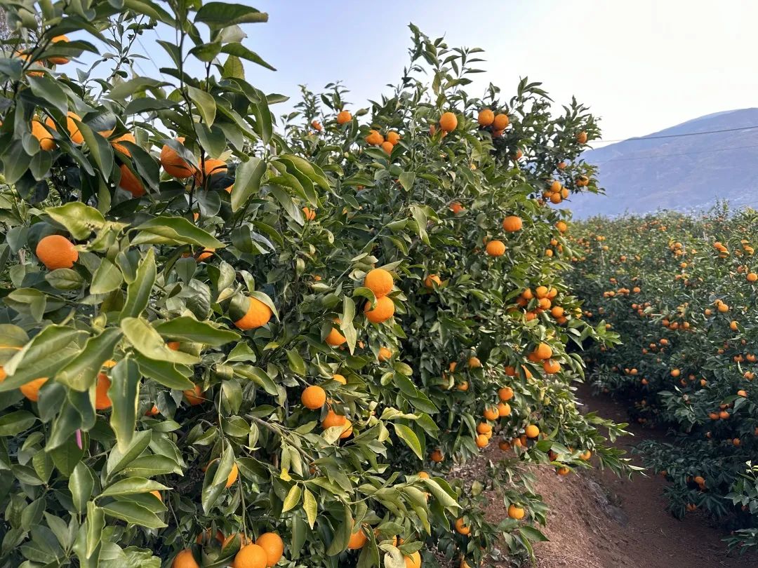 果园直采的宾川沃柑【又双叒】来了!|剥皮_新浪财经_新浪网