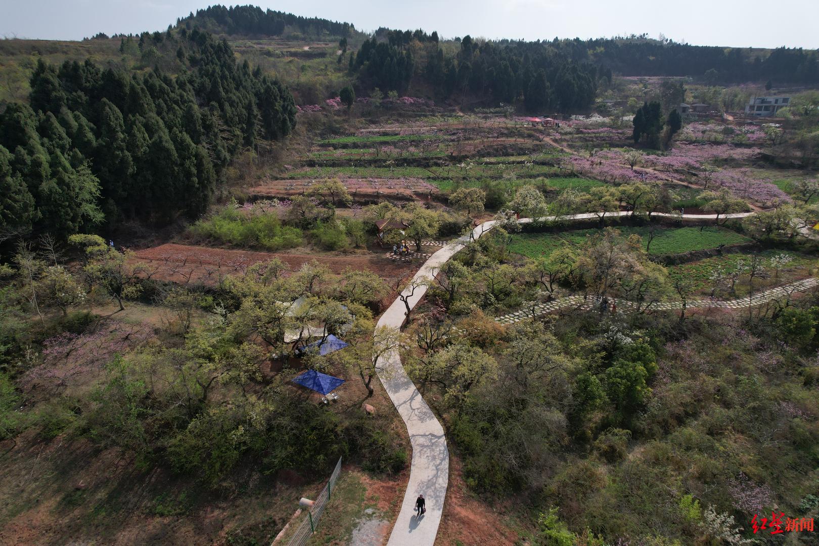 获评中国十大桃花胜地停办3年后广汉桃花节重启引游客打卡