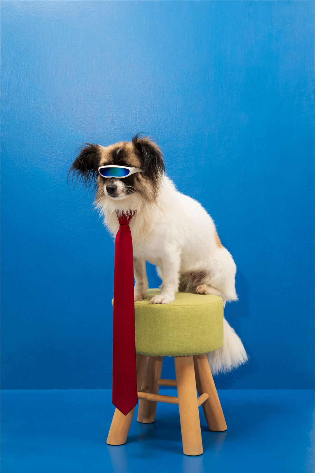 戴眼镜打领带的狗,上海,2020年.《动物资本论》系列之一(提名项目).