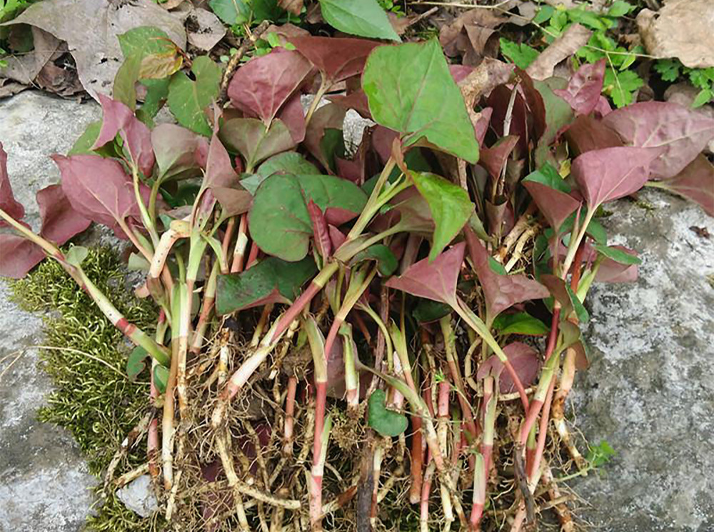 农村的鱼腥草长出来了,20分钟挖3-4斤,挖回家凉拌吃,你家有吗|鱼腥草