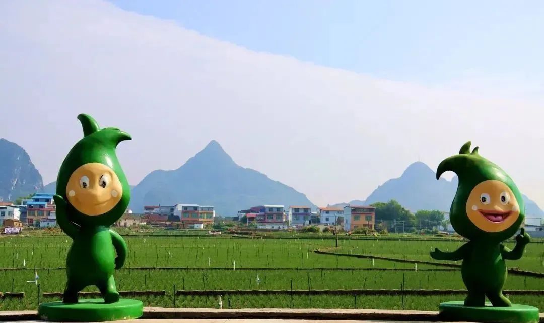 柳州市柳江区三都镇觉山村连片的香葱.图源柳江区政府网