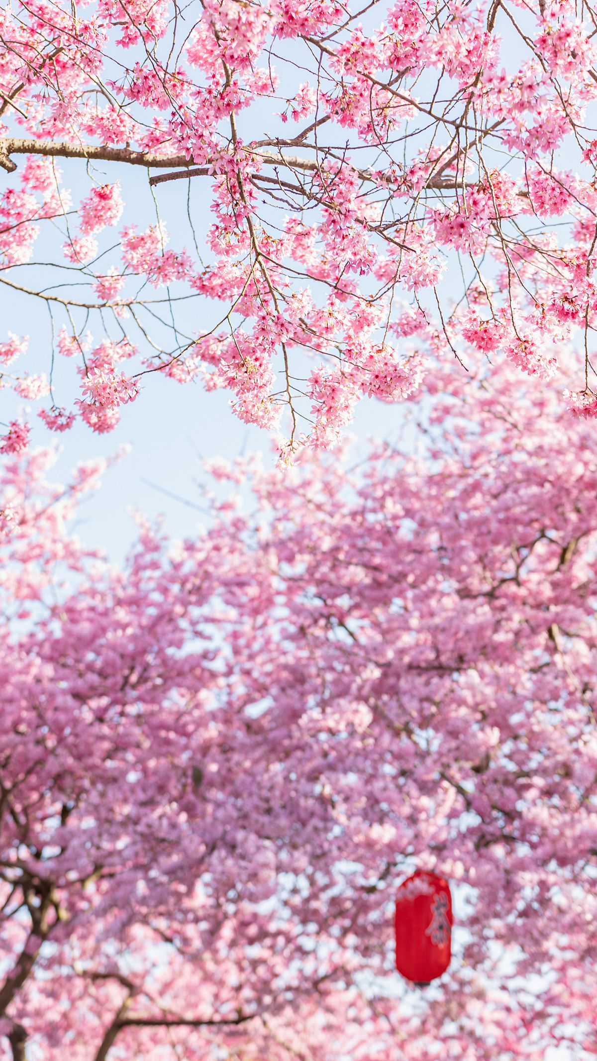 春天的味道|打卡国内五大赏樱地,领取绝美樱花壁纸|赏樱_新浪财经