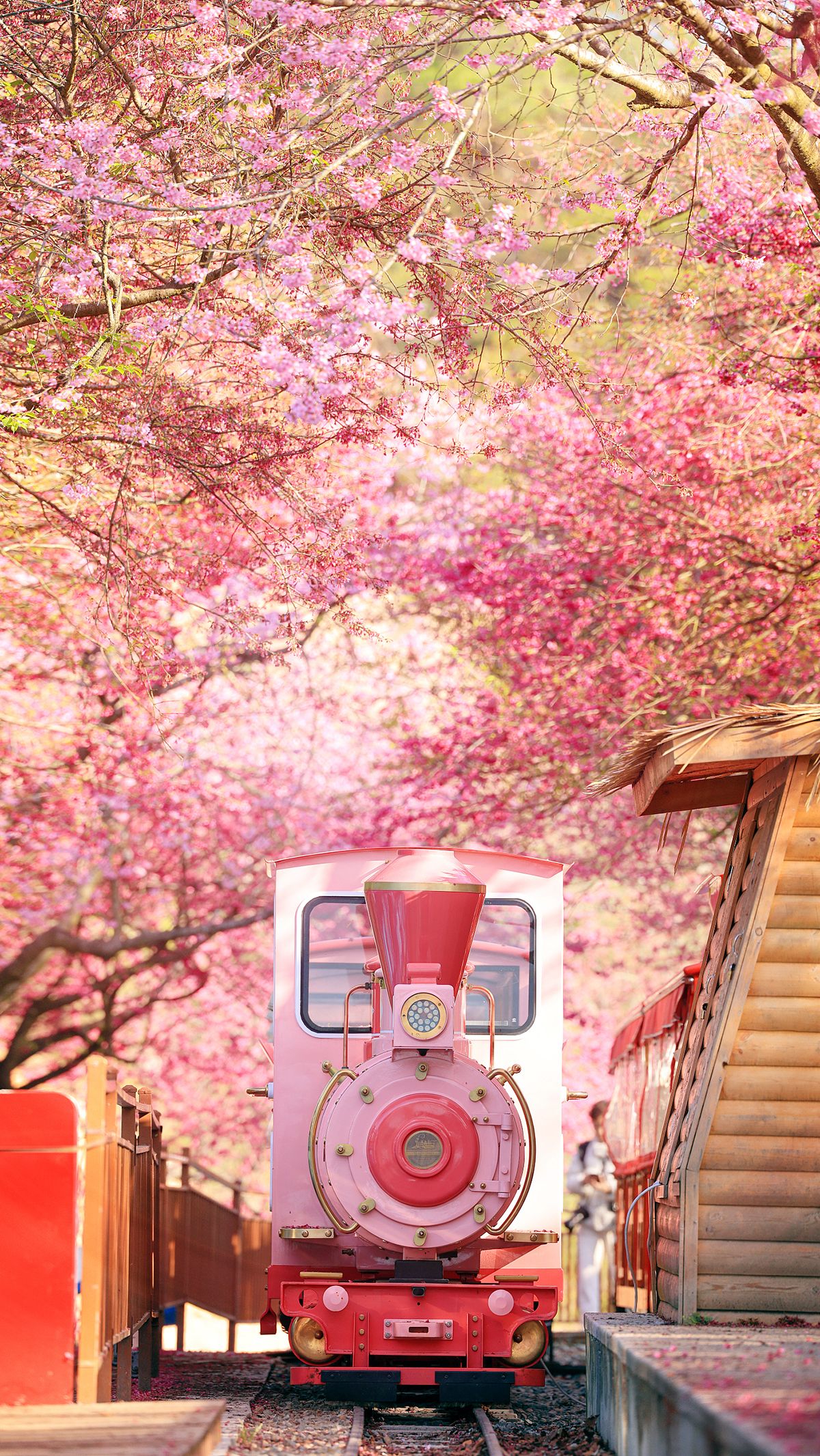 樱花列车壁纸图片