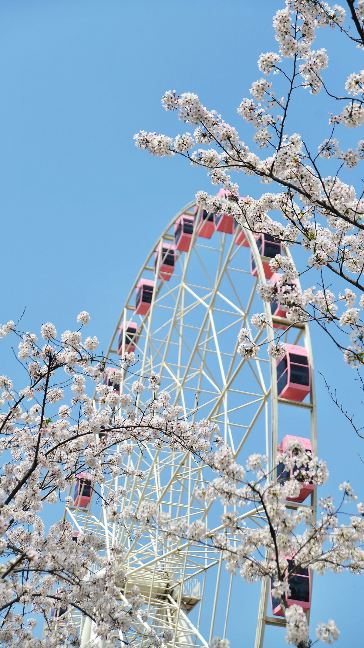 上海,顾村公园樱花季.