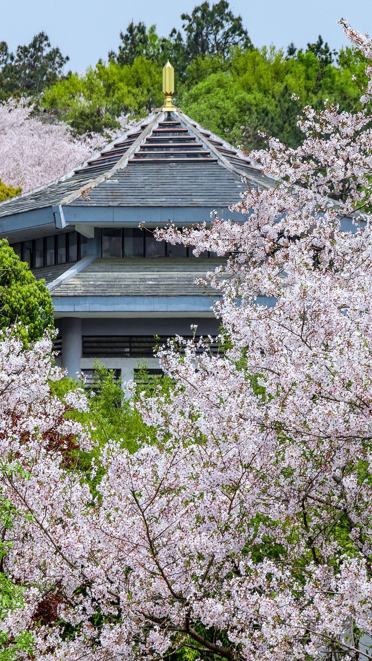 2021年3月29日,江苏无锡,鼋头渚樱花谷樱花盛开.